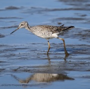 6s3a4749lesseryellowlegs