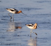6s3a4856avocets