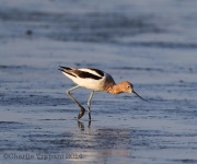 6s3a4863avocet