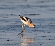 6s3a4866avocet