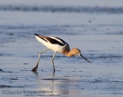 6s3a4873avocet