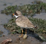 6s3a6437semipalmatedplover