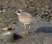 6s3a6611semipalmatedplover