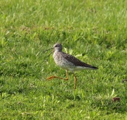 6s3a6975yellowlegs