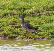 6s3a6981yellowlegs