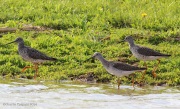 6s3a7010yellowlegs