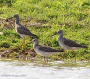 6s3a7014yellowlegs