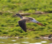 6s3a7030yellowlegs