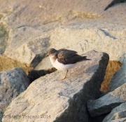 6s3a7112spottedsandpiper