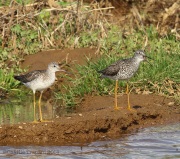 6s3a7119greateryellowlegs