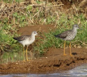 6s3a7126greateryellowlegs