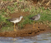 6s3a7151greateryellowlegs