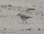 6s3a7406pipingplover