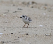 6s3a7410pipingplover