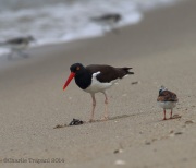 6s3a7467oystercatcher