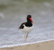 6s3a7482oystercatcher