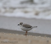 6s3a7589pipingplover