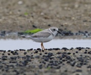 6s3a7707pipingplover