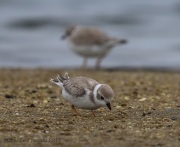 6s3a7743pipingplover