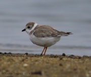 6s3a7746pipingplover