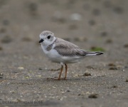 6s3a7752pipingplover