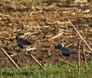 6s3a7918black-belliedplovers