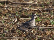 6s3a7920black-belliedplovers