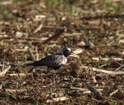 6s3a7922black-belliedplover