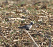 6s3a7925black-belliedplover