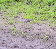 6s3a9037spottedsandpiper