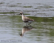 6s3a9198black-belliedplover