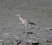 6s3a9262willet