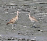 6s3a9285whimbrel_and_willet