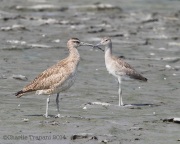 6s3a9294whimbrel_and_willet