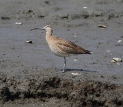 6s3a9308whimbrel