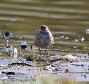 6s3a9416spottedsandpiper
