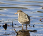 6s3a9426spottedsandpiper