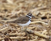 6s3a9673killdeer