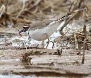 6s3a9775killdeerwithworm