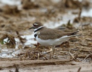 6s3a9784killdeer