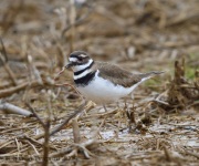 6s3a9806killdeer