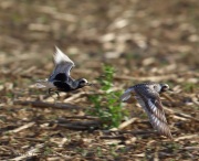 black-belliedplovers