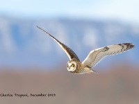 819A2983Short-eared_Owl