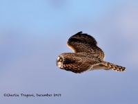 819A2995Short-eared_Owl