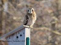 819A3020Short-eared_Owl