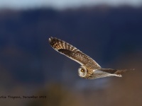 819A3037Short-eared_Owl