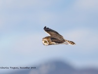 819A3045Short-eared_Owl