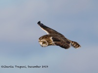 819A3046Short-eared_Owl