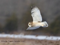 819A3051Short-eared_Owl