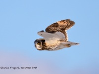 819A3057Short-eared_Owl